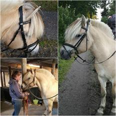 Fjordhest Ågerupgårds Utzon