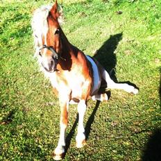 Anden særlig race Faustino