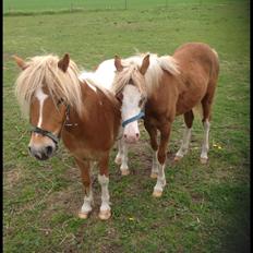 Anden særlig race Faustino