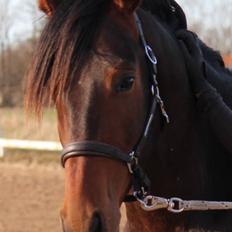 Dansk Varmblod Gredstedgaards Locksley