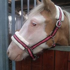 Palomino Golden Sunshine