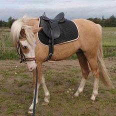 Palomino Golden Sunshine