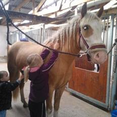 Palomino Golden Sunshine