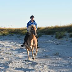 Haflinger Vestervangs asterix