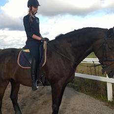 Dansk Varmblod Jivaro