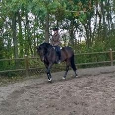 Dansk Varmblod Jivaro