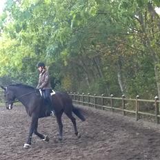 Dansk Varmblod Jivaro