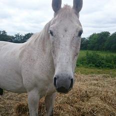 Anden særlig race Gaystar Clinton - solgt