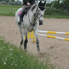 Anden særlig race Gaystar Clinton - solgt