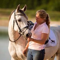 Arabisk fuldblod (OX) HELIKON OX