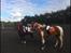 New Forest My little pony topper 