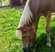 Haflinger Eddali