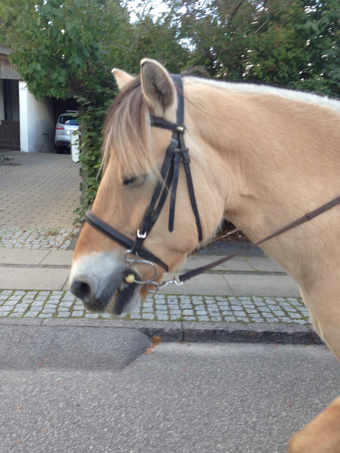 Fjordhest Holger  billede 7