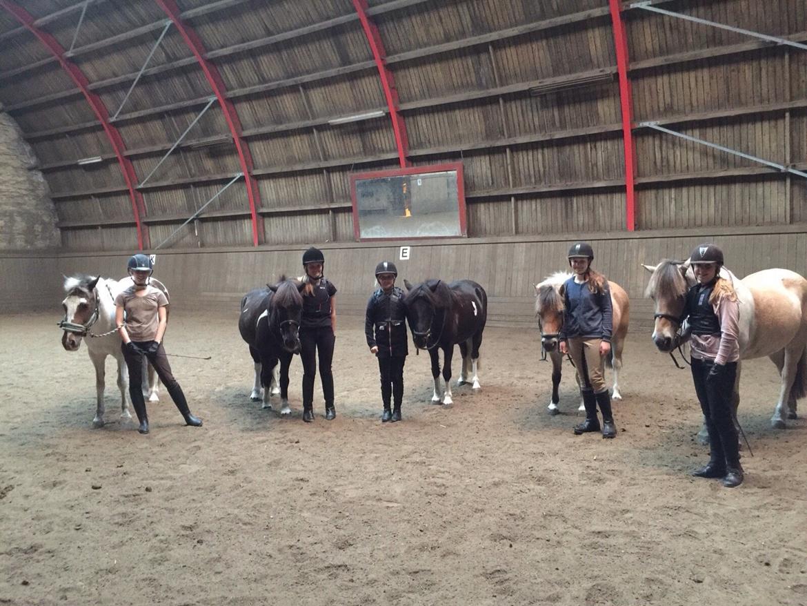 Fjordhest Holger  billede 8