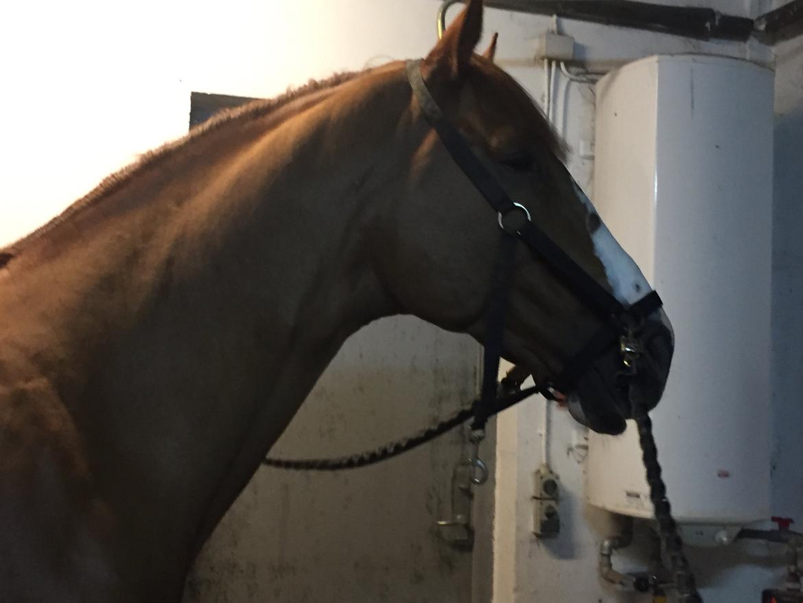 Dansk Varmblod Sartors Tiamo billede 23