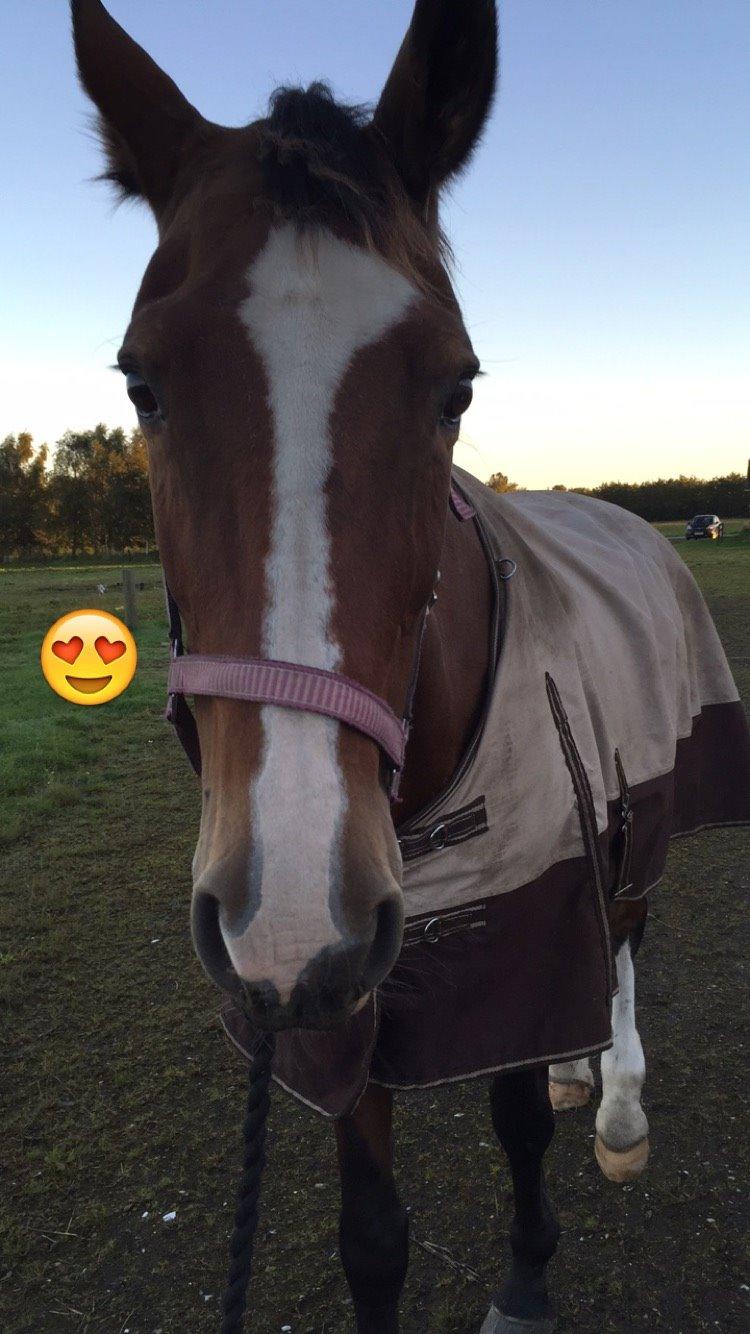 Dansk Varmblod Candi-Ligth Elmbo billede 7