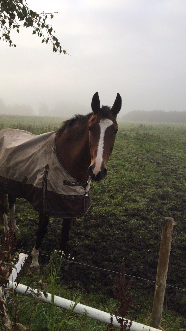 Dansk Varmblod Candi-Ligth Elmbo billede 12