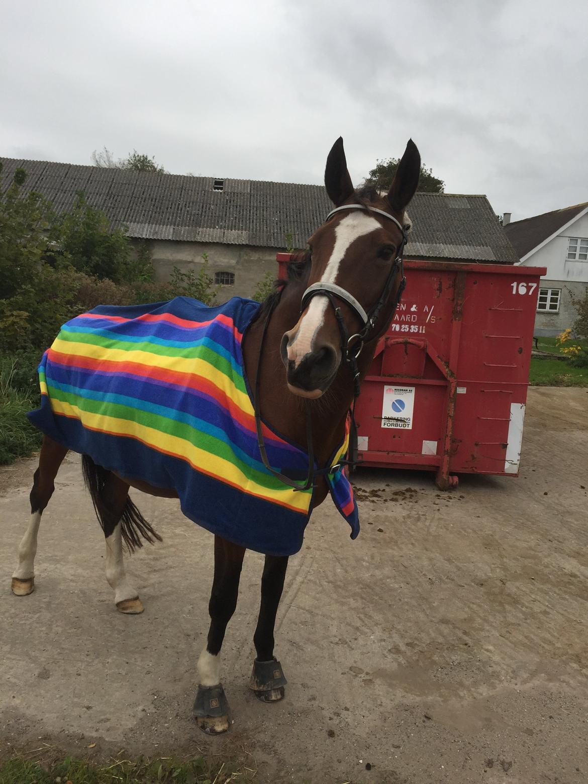 Dansk Varmblod Candi-Ligth Elmbo billede 8