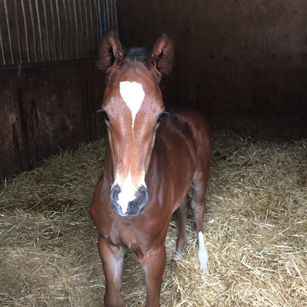 Dansk Varmblod Alexa ax billede 15