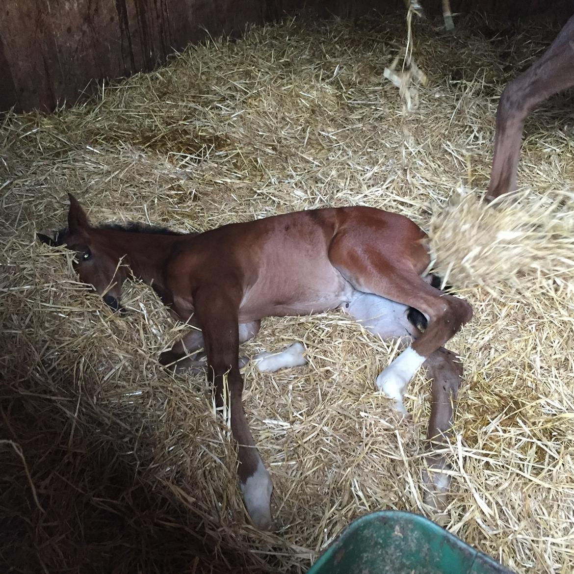 Dansk Varmblod Alexa ax billede 16