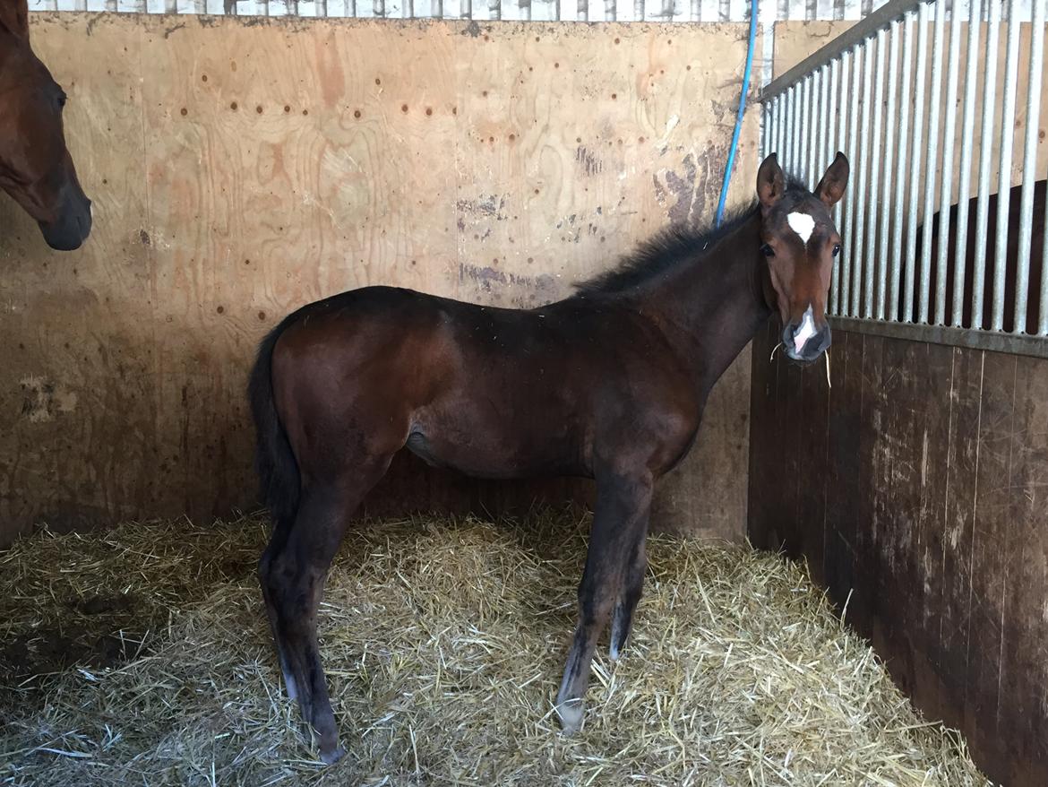 Dansk Varmblod Alexa ax billede 17