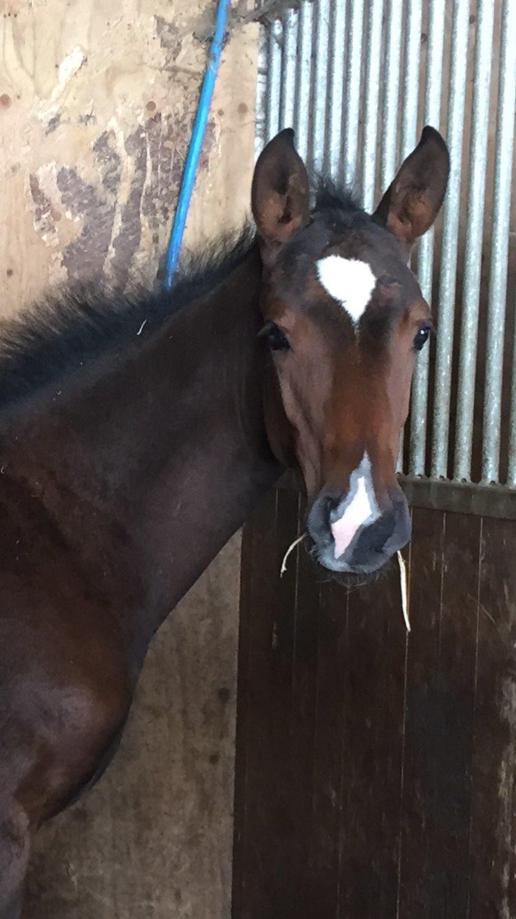 Dansk Varmblod Alexa ax billede 18