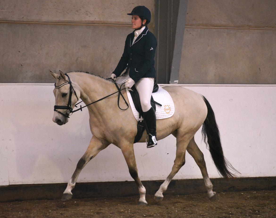 DSP Lykkebo Comet - Til kvalifikationsstævne d. 3.0ktober 2015 i Randers billede 21