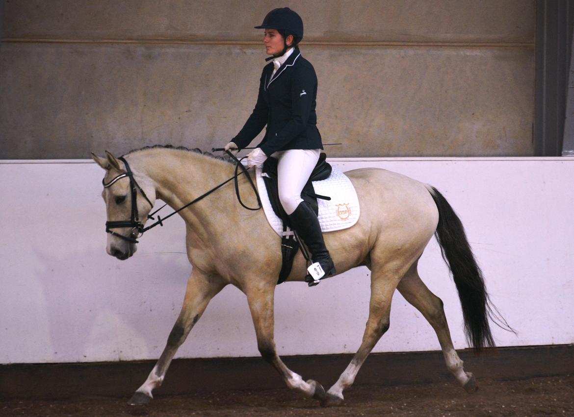 DSP Lykkebo Comet billede 22