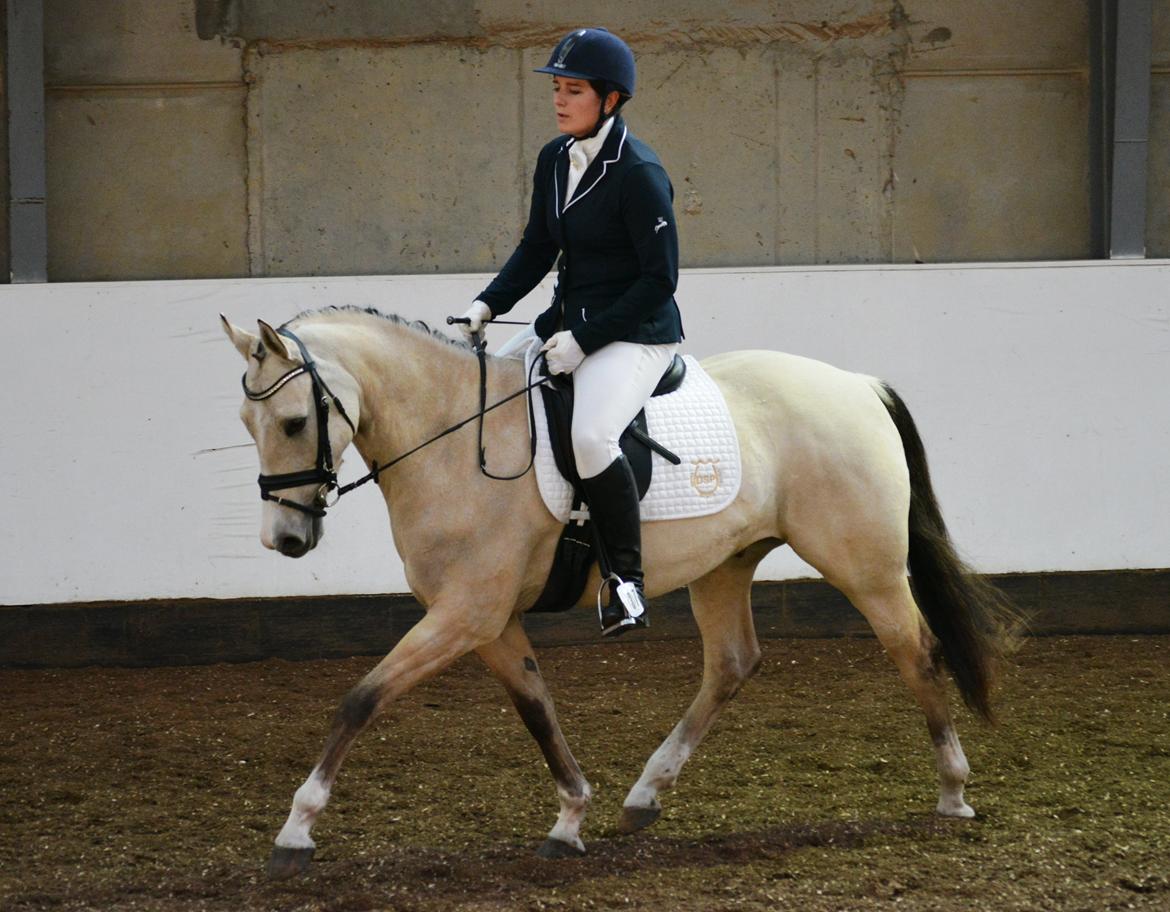 DSP Lykkebo Comet billede 26