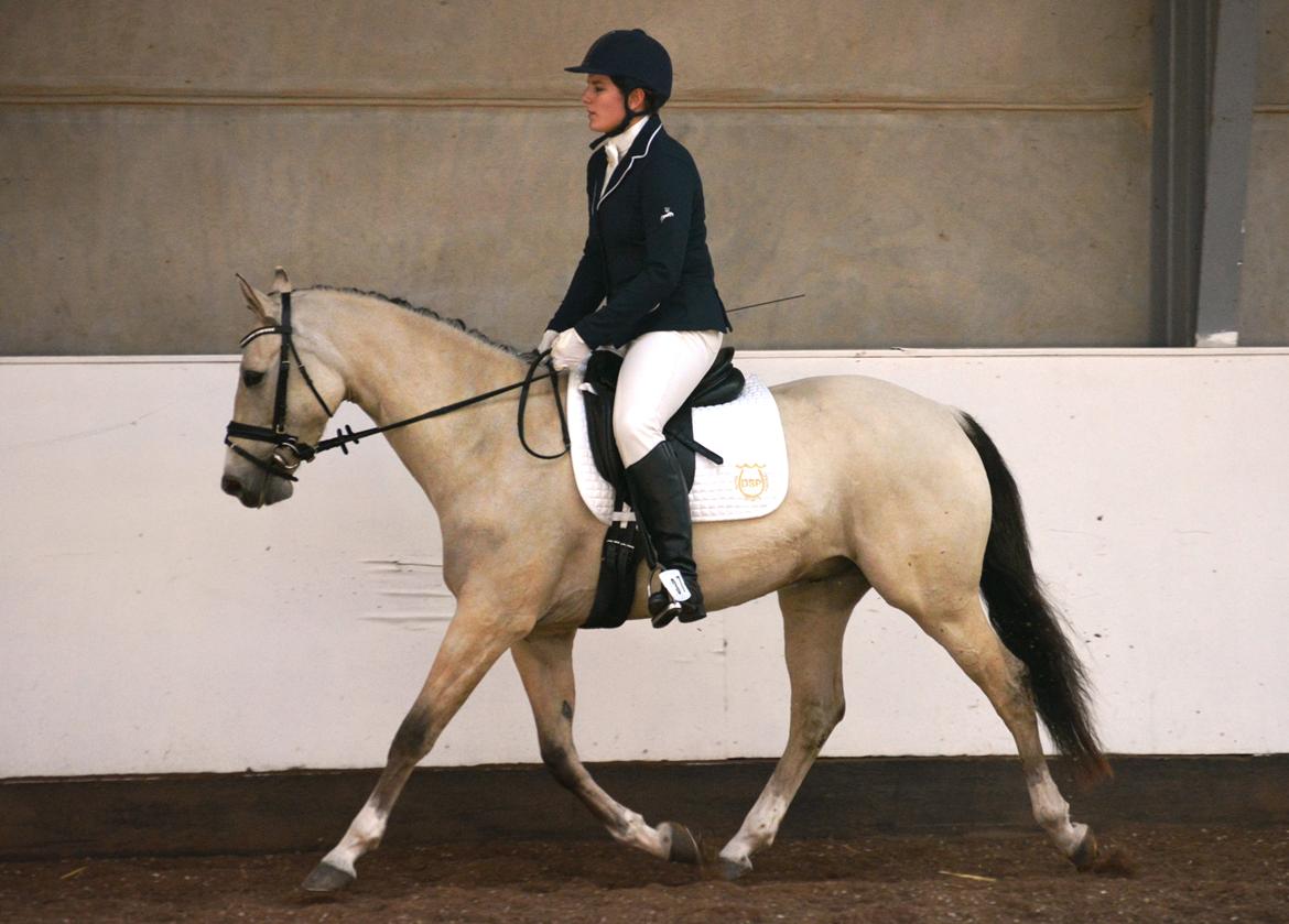 DSP Lykkebo Comet billede 25