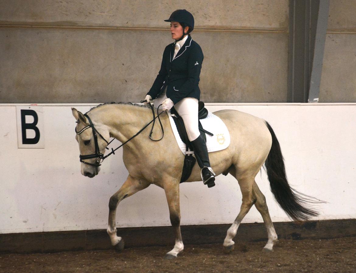 DSP Lykkebo Comet billede 27