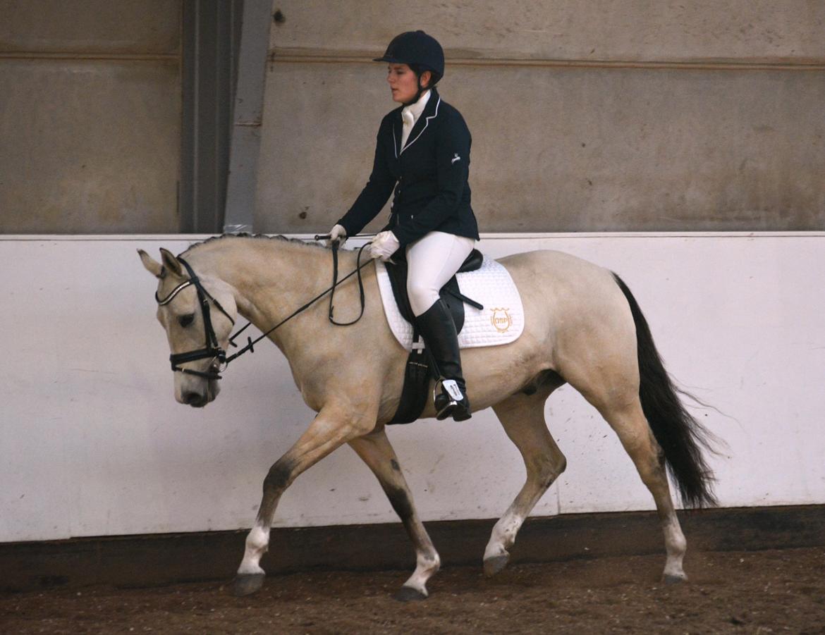 DSP Lykkebo Comet billede 28