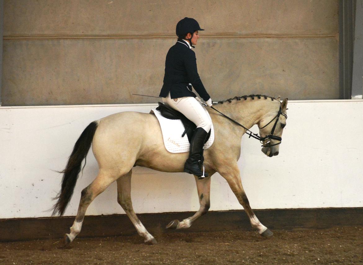 DSP Lykkebo Comet billede 30