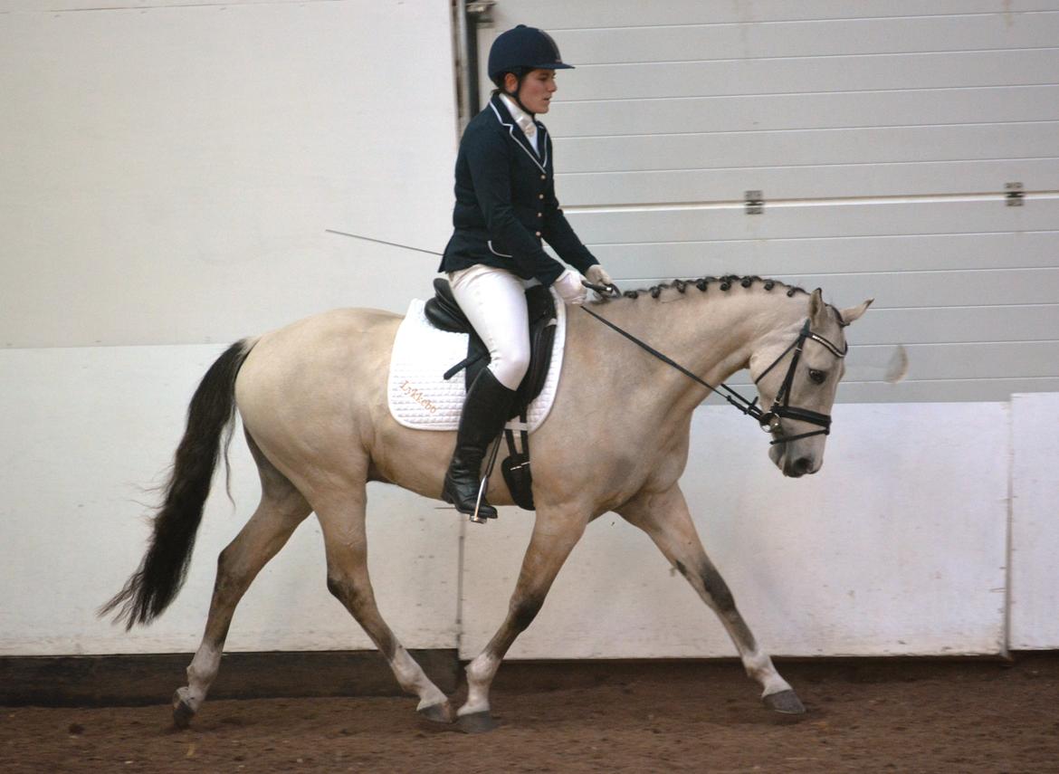 DSP Lykkebo Comet billede 29