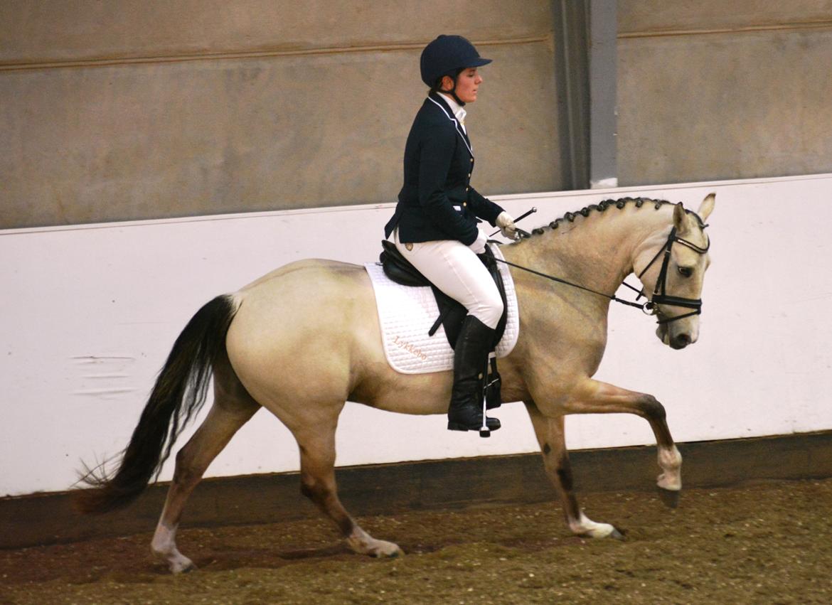 DSP Lykkebo Comet billede 31