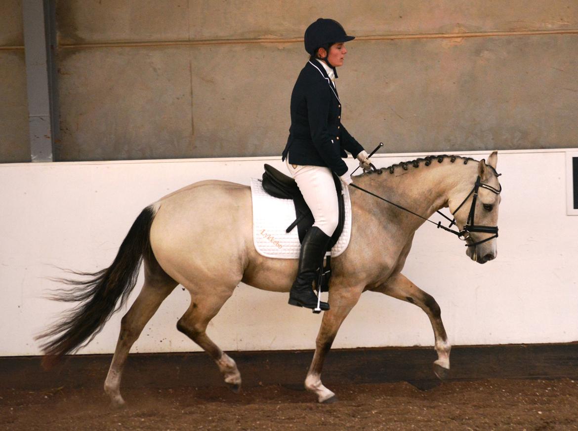 DSP Lykkebo Comet billede 32