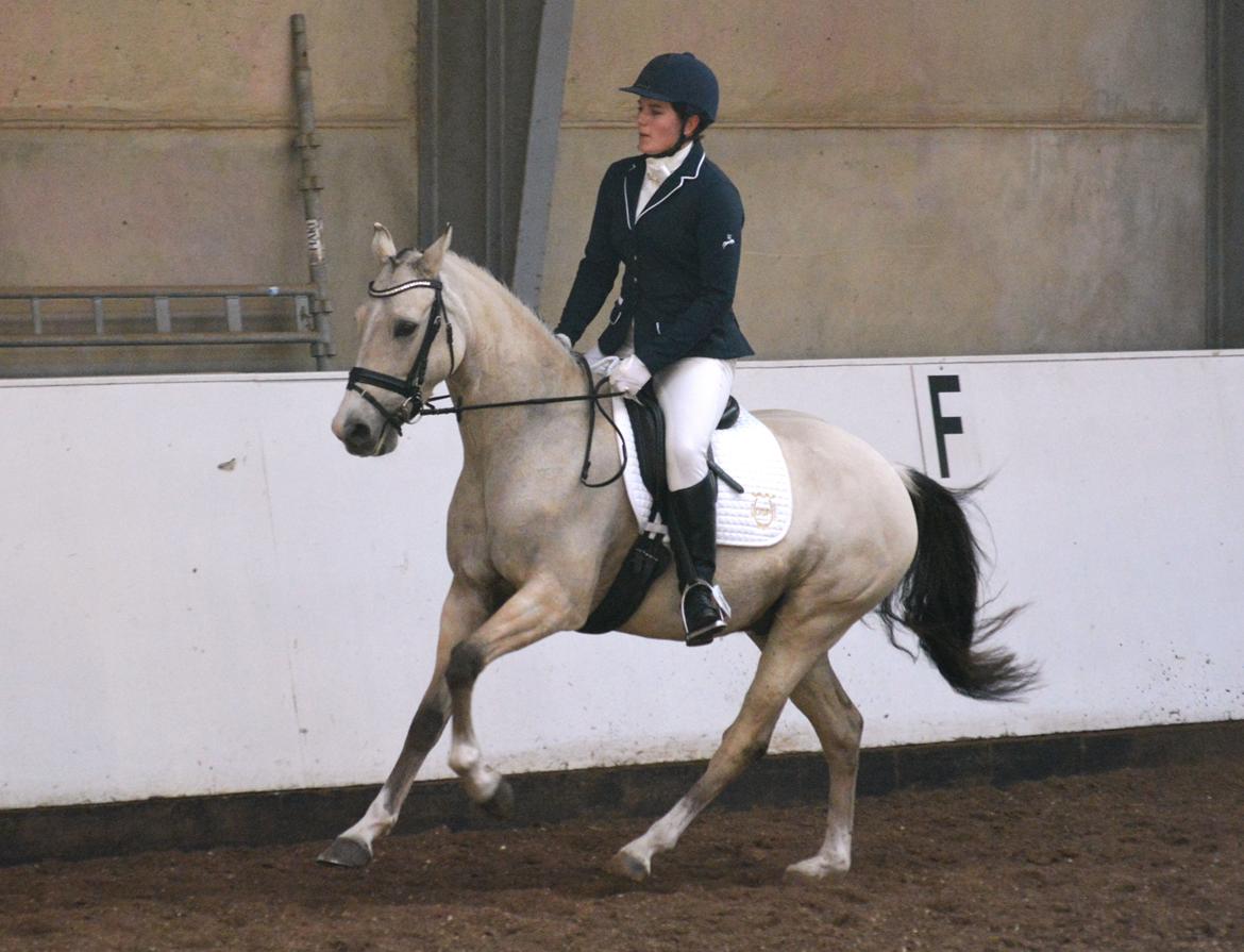 DSP Lykkebo Comet billede 33