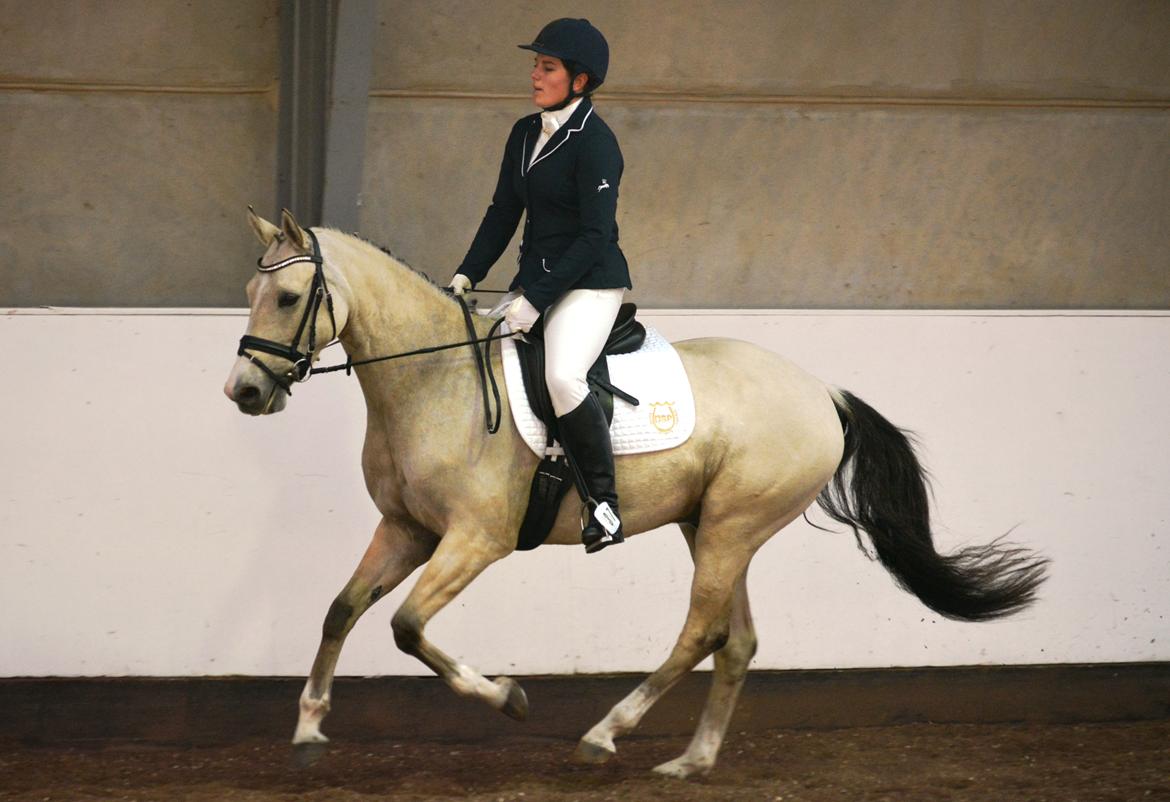 DSP Lykkebo Comet billede 34