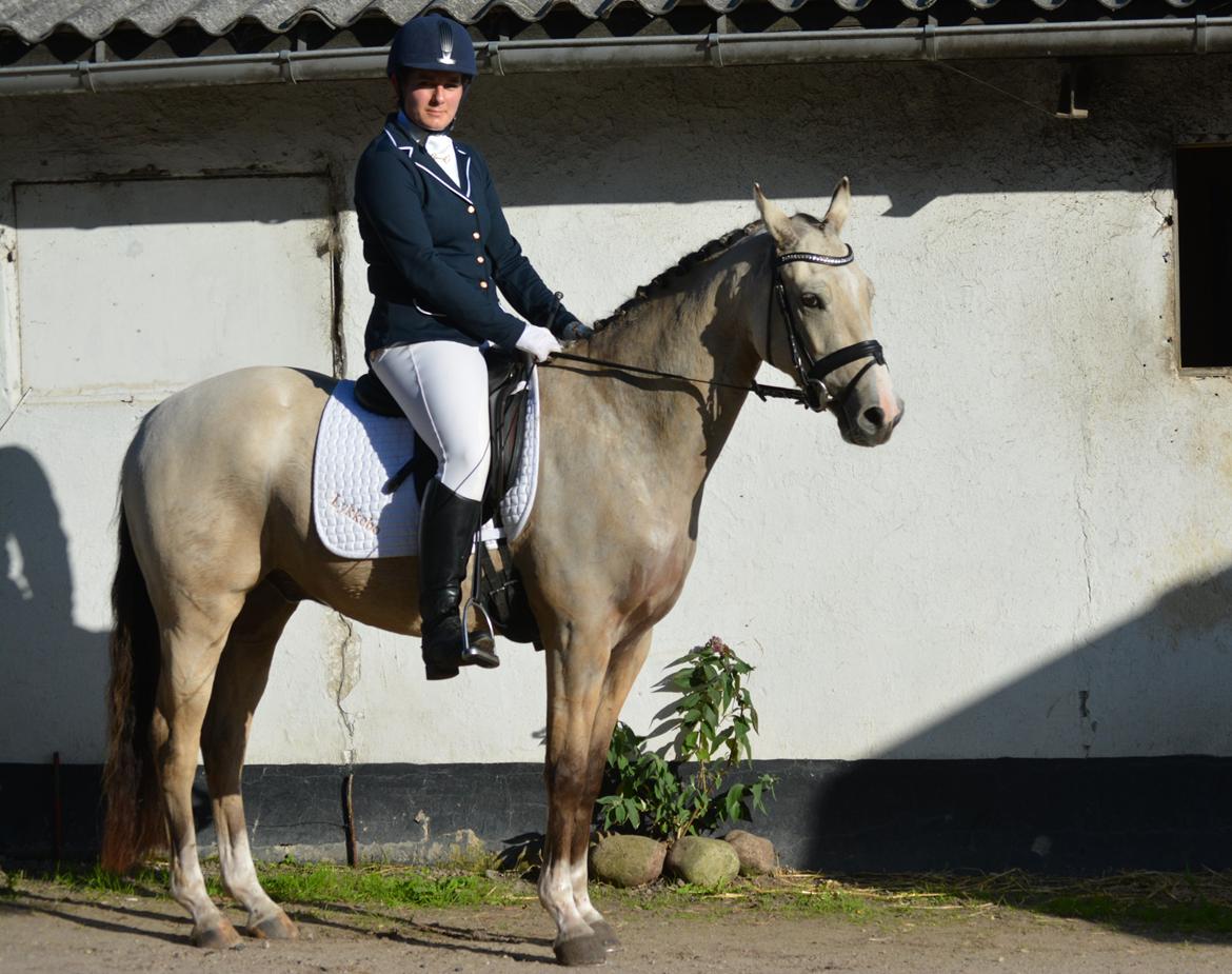 DSP Lykkebo Comet billede 35