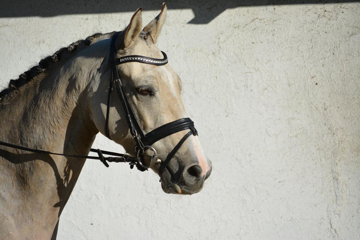 DSP Lykkebo Comet billede 37