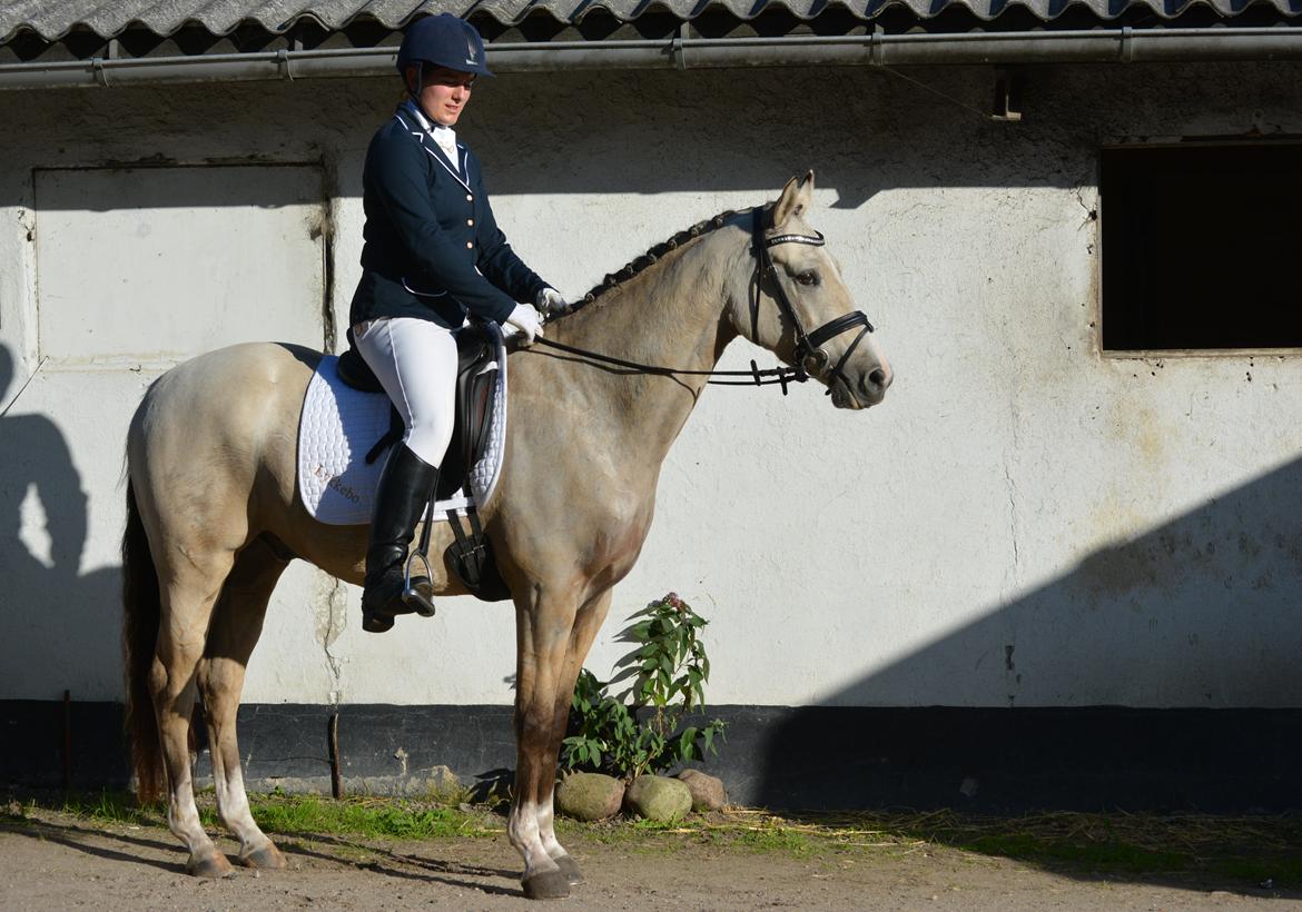 DSP Lykkebo Comet billede 38