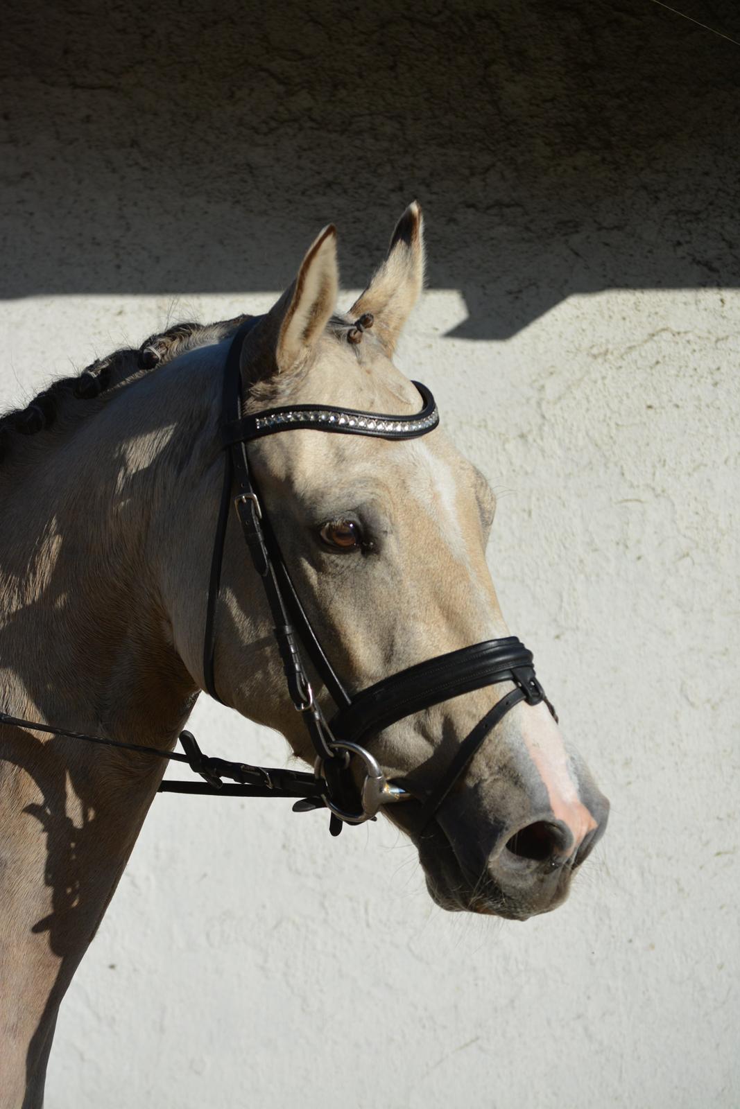 DSP Lykkebo Comet billede 41