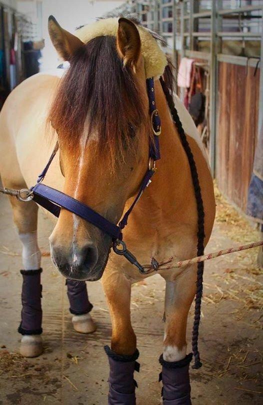 Hollandsk Sportspony Capello Ivo<3 (Min Pony) - Gamespony for en week<3 billede 42