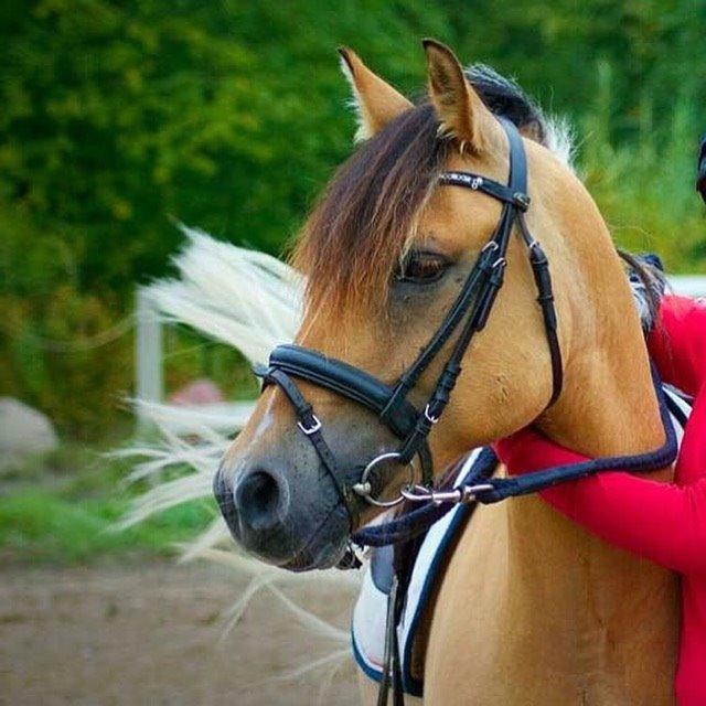 Hollandsk Sportspony Capello Ivo<3 (Min Pony) - Leocup med Trine :-D billede 48