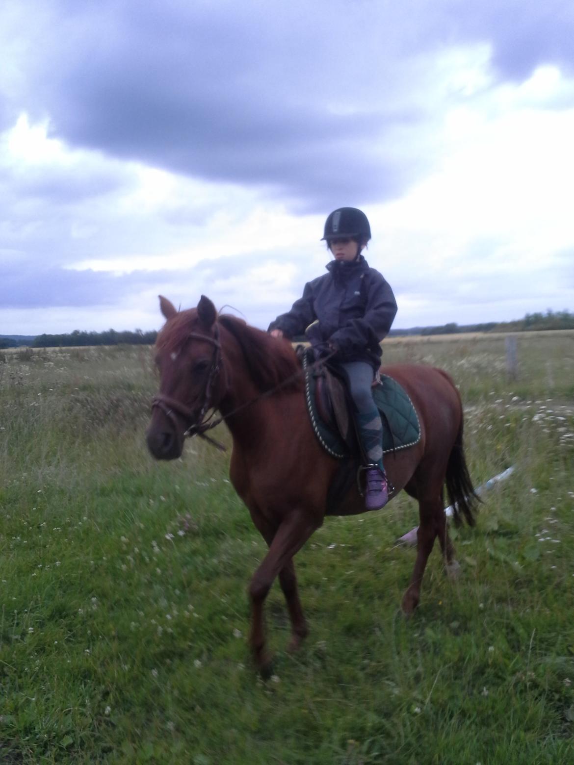 Anden særlig race Fiona billede 15