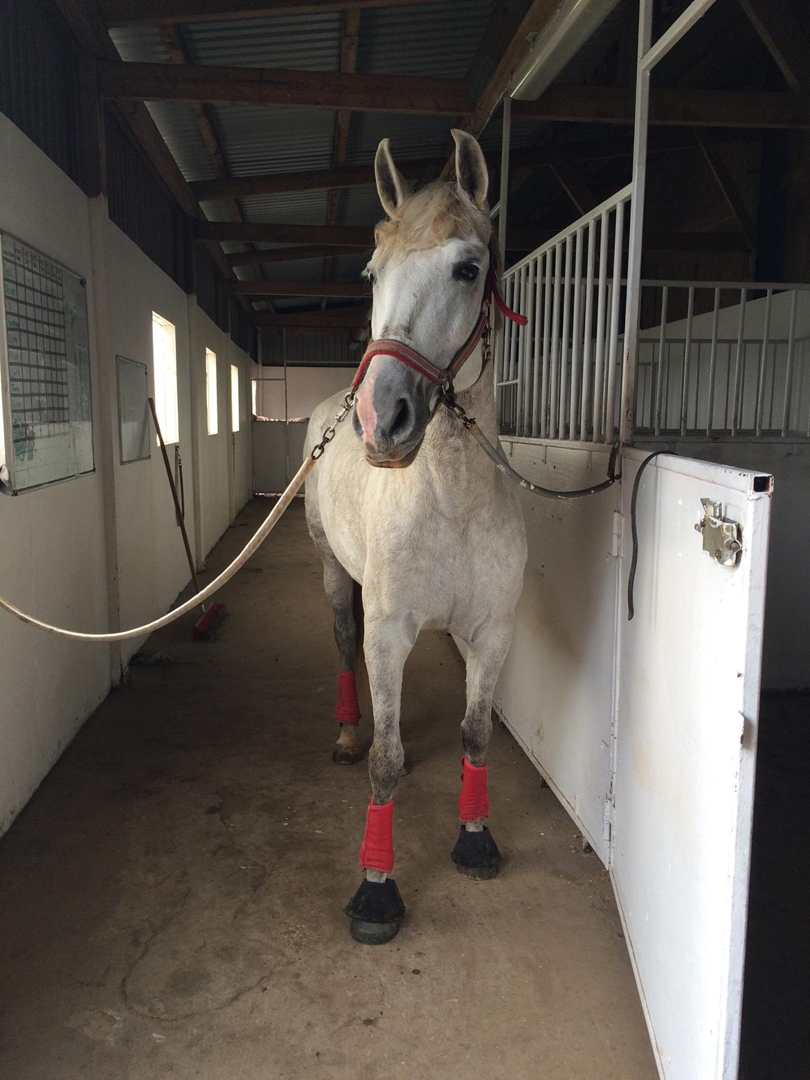 Pura Raza Española Tarara JCL billede 18