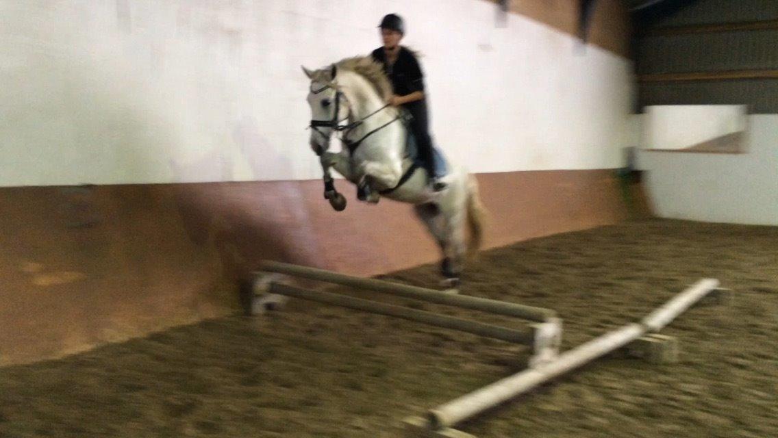 Pura Raza Española Tarara JCL billede 19