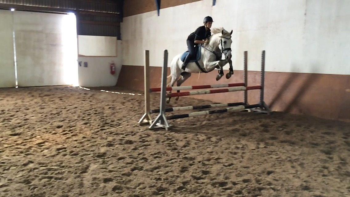 Pura Raza Española Tarara JCL billede 20