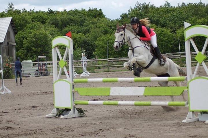 Irsk Sportspony Lady jump billede 8