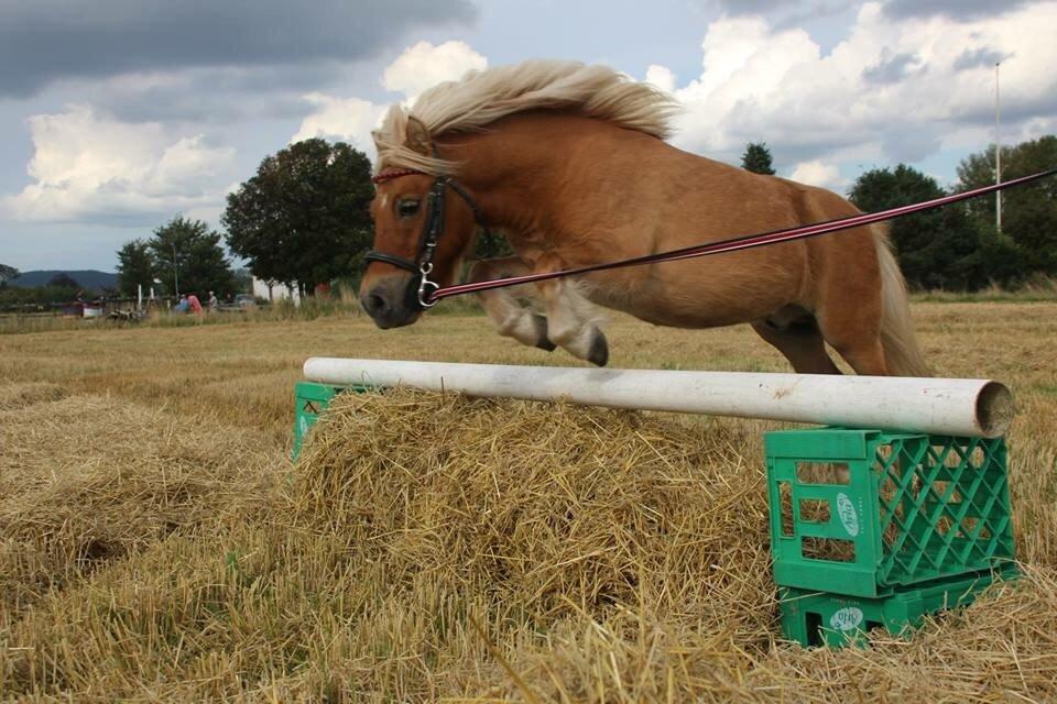Shetlænder Dotzauers Frederik billede 20